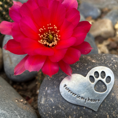 Pet Memorial Gift Rock - Forever in My Heart Gift